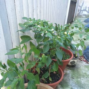 Meet your Posher, Thiendanh